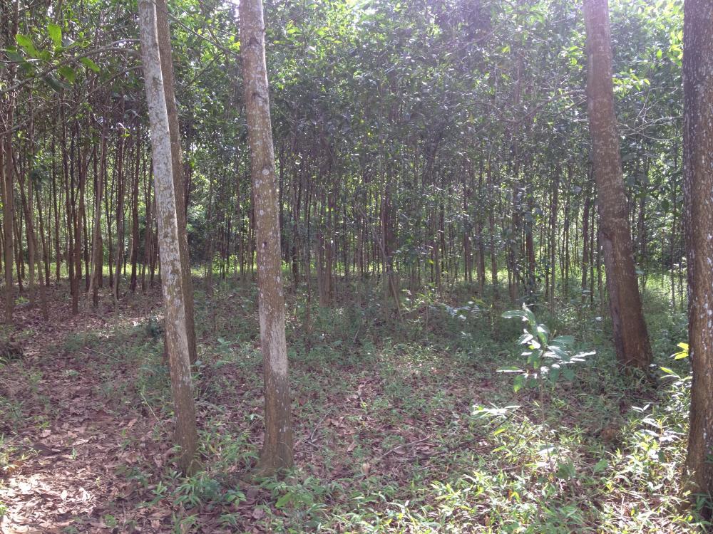 Bán 6 -10 ha đất 50 năm tại Đú Sáng, Kim Bôi, Hoà Bình 953704