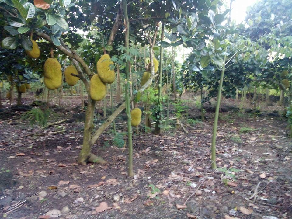 13000m2 vườn trái cây thuộc xã Bàu Trâm, thị xã Long Khánh 6008871