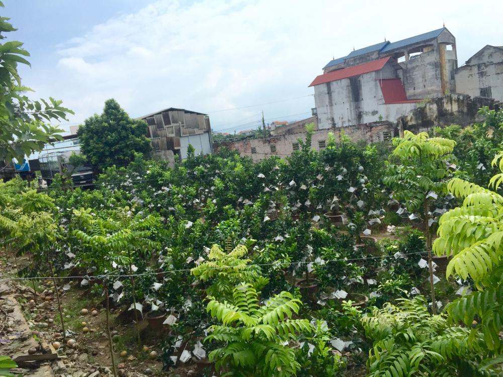 Bán gấp đất Thị trấn Văn Giang 24x60m, làm nhà vườn hay chia 4 - 6 lô nhỏ. Giá rẻ 7478264