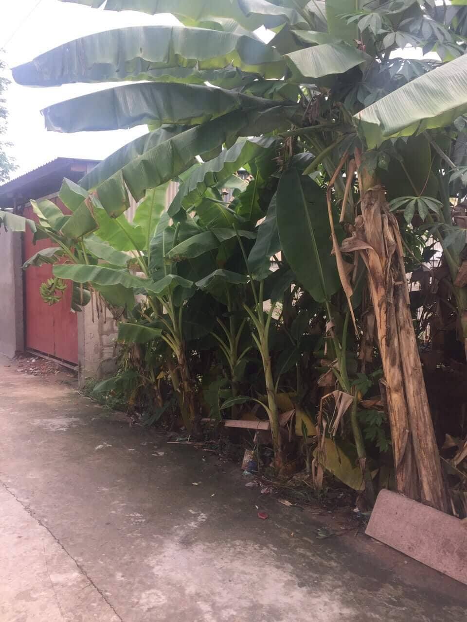 Bán đất hẻm 260 Trần Vĩnh Kiết, phường An Bình, Ninh Kiều, Cần Thơ 8096891