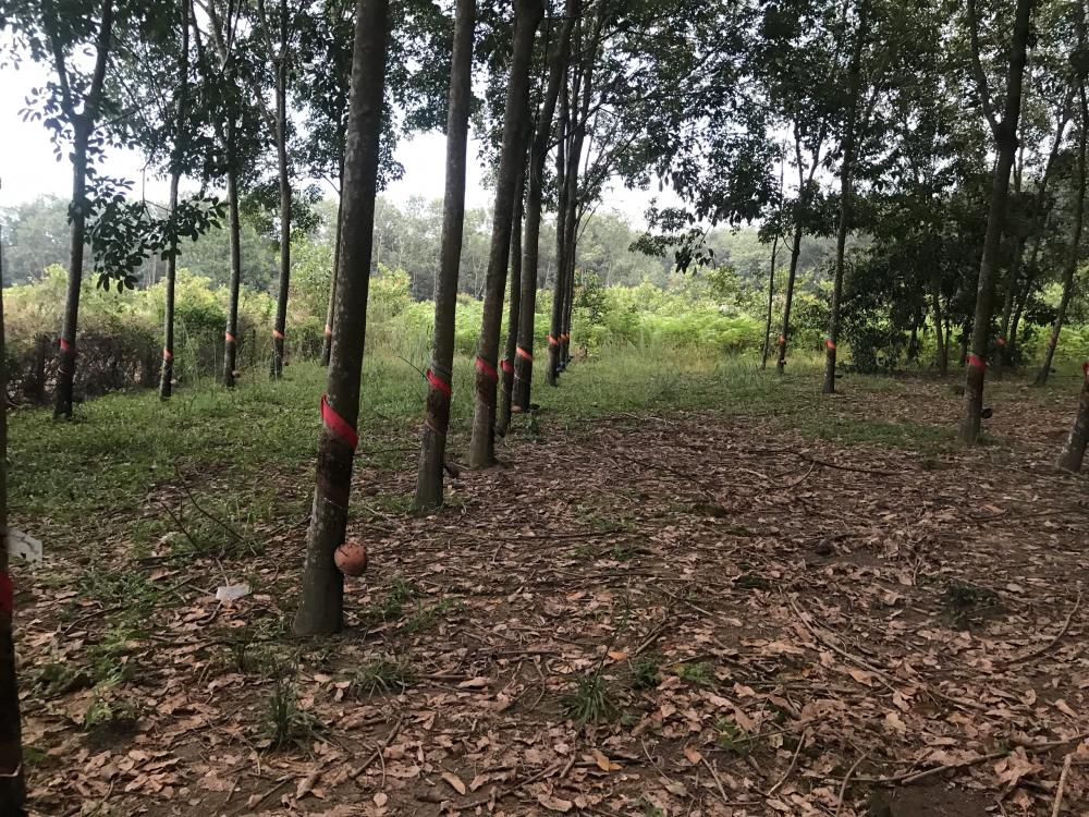 Bán 1000m2 đất đang trồng cây cao su Tân Thành, Đồng Xoài, Bình Phước 9827975