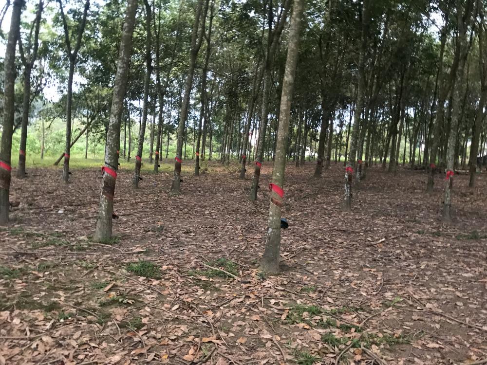 Bán 1000m2 đất đang trồng cây cao su Tân Thành, Đồng Xoài, Bình Phước 9827975