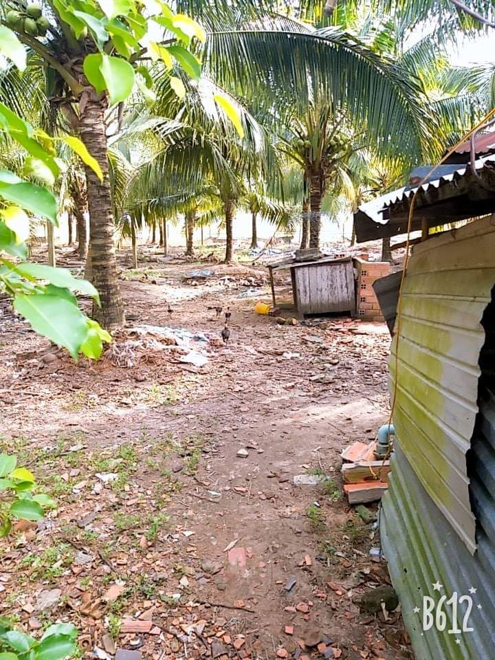 Bán vườn dừa dứa 1.200 gốc dừa đang thu hoạch 40 tr/th, DT: 15.500m2, 4.1 tỷ 9903381