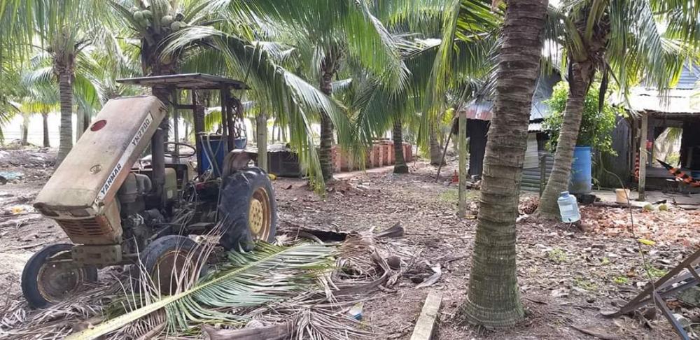 Bán vườn dừa dứa 1.200 gốc dừa đang thu hoạch 40 tr/th, DT: 15.500m2, 4.1 tỷ 9903381
