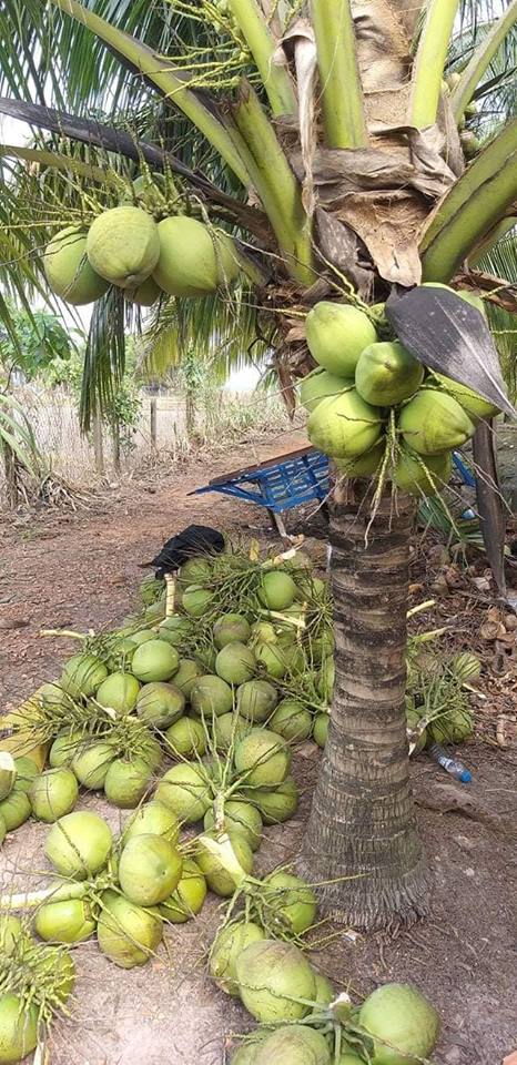 Bán vườn dừa 15.500m2, có 1200 gốc dừa 5 năm tuổi, đường Hương Lộ 2, giá 4.1 tỷ 9911516