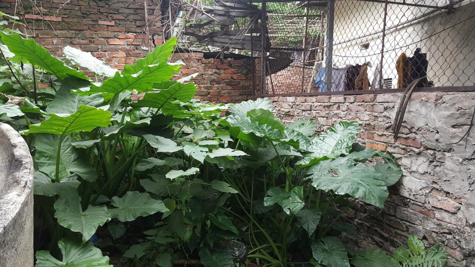 Bán nhà mặt phố Vạn Phúc Quận Ba Đình Hà Nội, Dt 200m2 mặt tiền 11m 50 tỷ LH0963113553 10326338