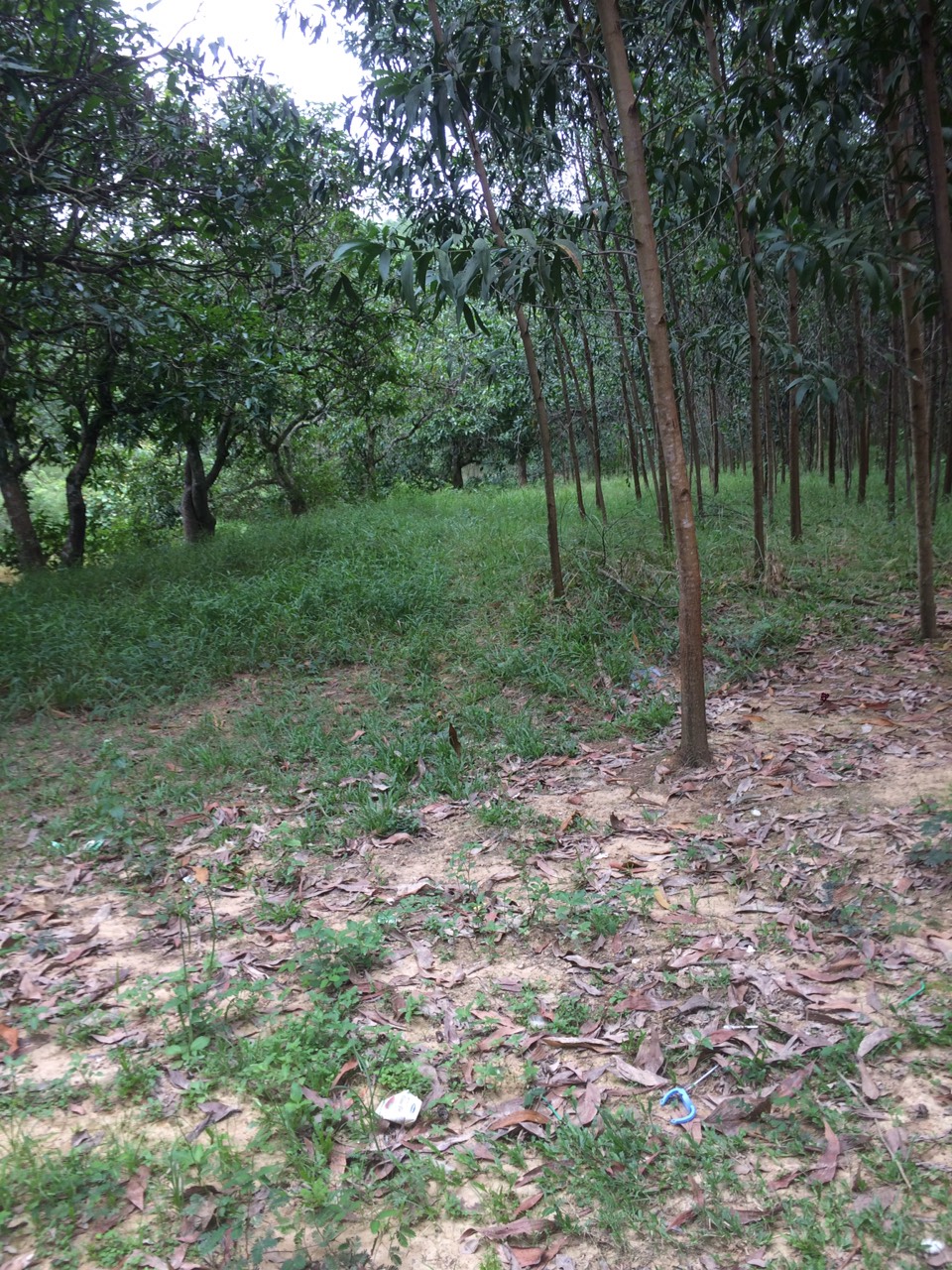 Cần bán 36 hec đất tại xã Lộc Tân , Huyện Bảo Lâm , Lâm Đồng 10462191