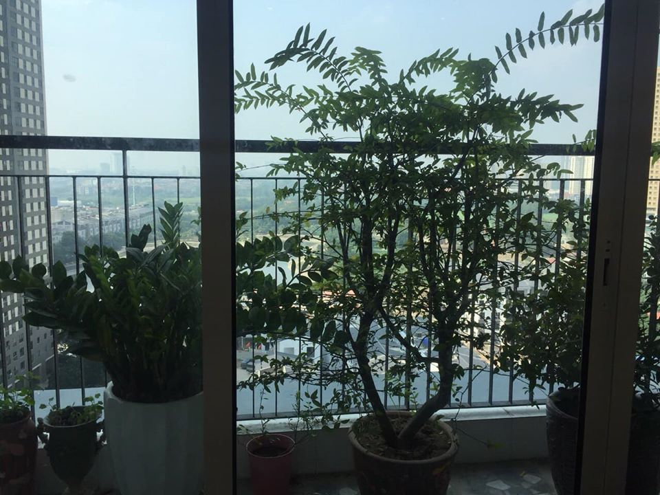 CHÍNH CHỦ NHÀ EM CẦN BÁN CĂN HỘ CHUNG CƯ CAO CẤP TẠI SEASONS AVENUE, MỖ LAO, HÀ ĐÔNG 10610738