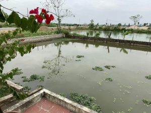 Chính chủ cần bán nhà đất tại Xã Quảng Trạch –  Quảng Xương – Thanh Hóa . 10613816