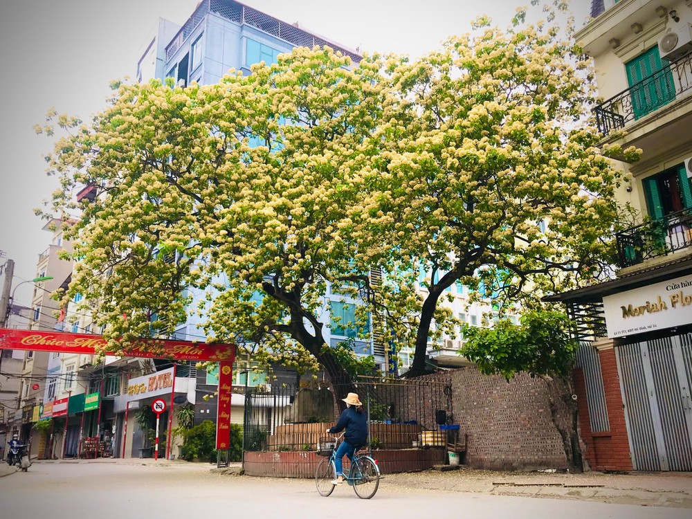 BÁN ĐẤT: Mặt phố Đình Thôn, Mỹ Đình DT 63M. Ô tô Kinh doanh. 10740881