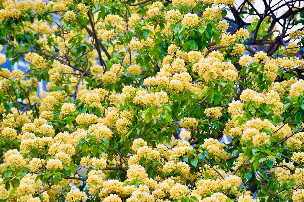 BÁN ĐẤT: Mặt phố Đình Thôn, Mỹ Đình DT 63M. Ô tô Kinh doanh. 10740881