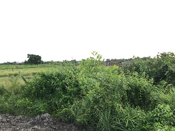 Chính chủ bán Đất này ở kênh 11, Võ Hữu Lợi, xã Lê Minh Xuân, Bình Chánh, Tphcm. 10808347