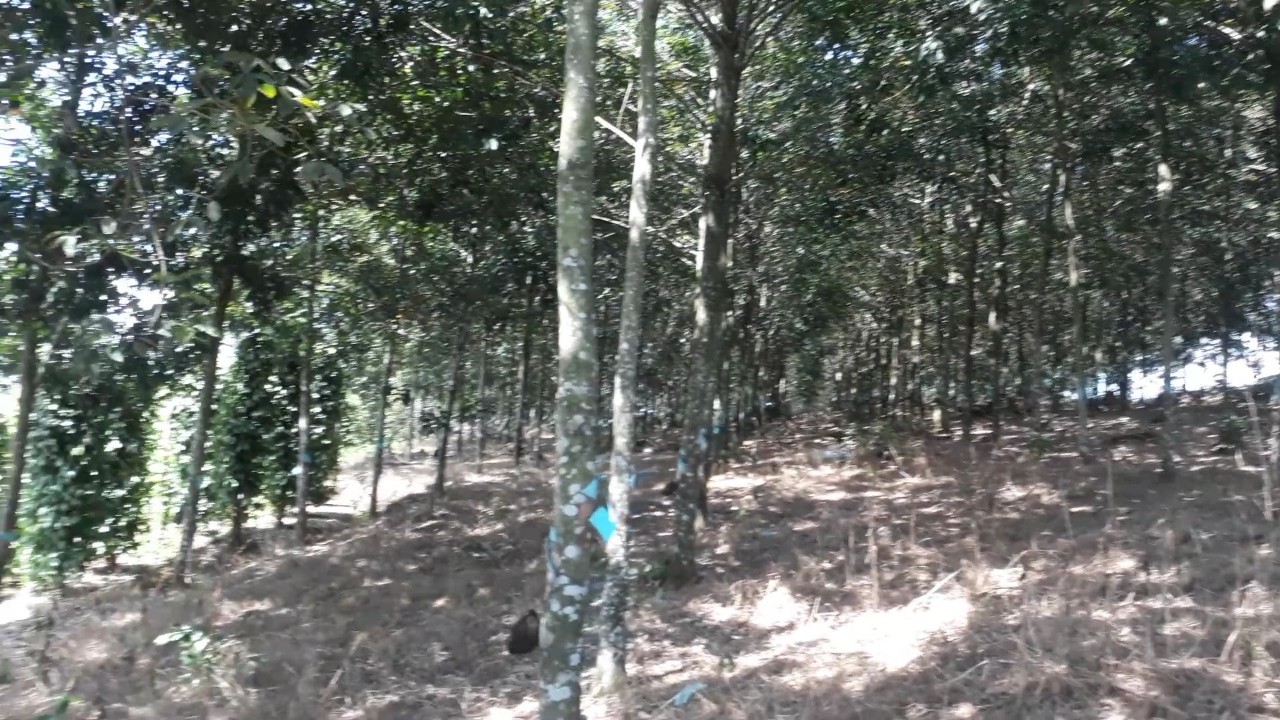 BÁN ĐẤT CHÍNH CHỦ TẠI MỸ ĐỨC,ĐẠ TẺH,LÂM ĐỒNG 10812695