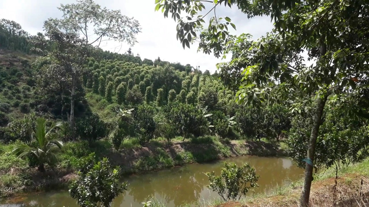 BÁN ĐẤT CHÍNH CHỦ TẠI MỸ ĐỨC,ĐẠ TẺH,LÂM ĐỒNG 10812695