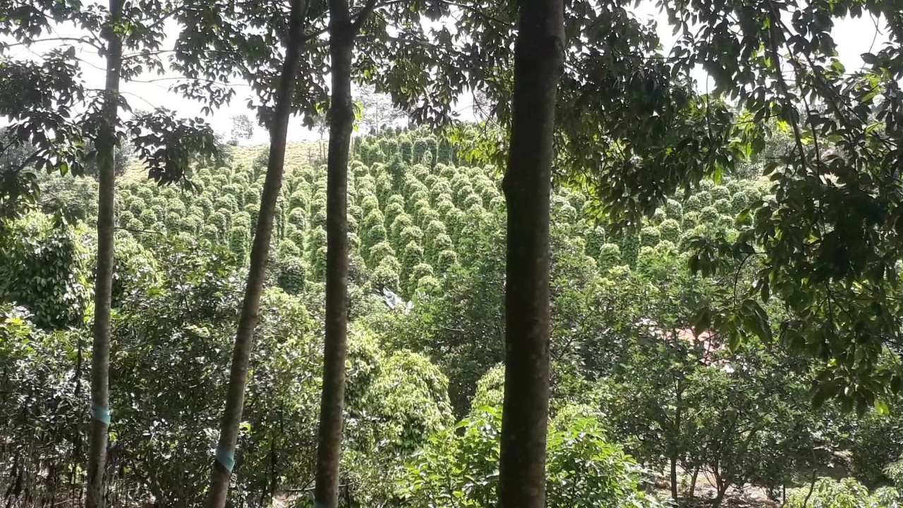 BÁN ĐẤT CHÍNH CHỦ TẠI MỸ ĐỨC,ĐẠ TẺH,LÂM ĐỒNG 10812695