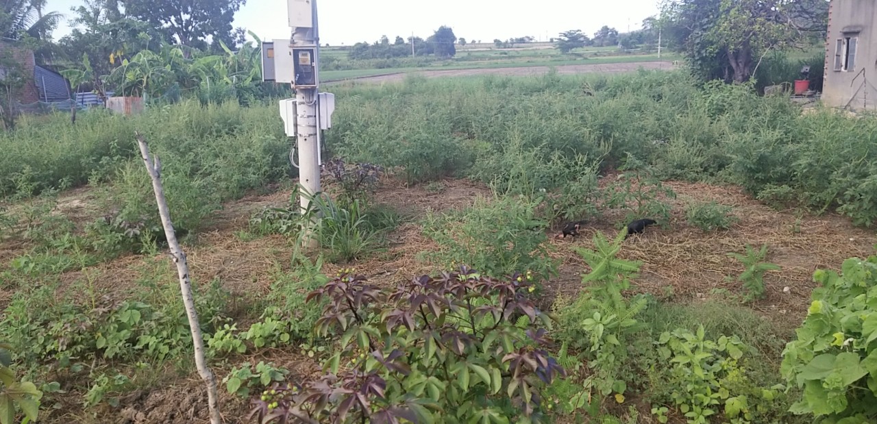 CHÍNH CHỦ CẦN BÁN 800M2 ĐẤT MẶT ĐƯỜNG BÊ TÔNG THÔN LIÊM AN , HỒNG LIÊM , HÀM THUẬN BẮC , BÌNH THUẬN 10821954