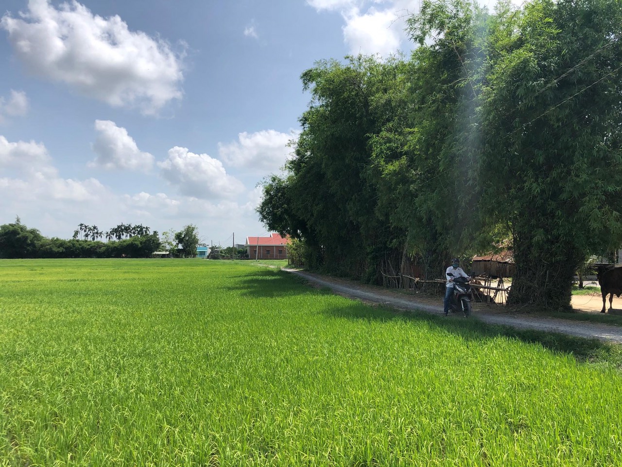 SỔ HỒNG TRAO TAY CÓ NGAY NHÀ ĐẸP TẠI LONG AN 10843019