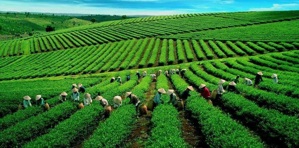 đất du lịch nghĩ dưỡng bảo lộc lâm đồng giá rẻ 11053044