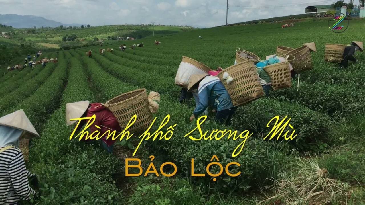 đất du lịch nghĩ dưỡng bảo lộc lâm đồng giá rẻ 11053044