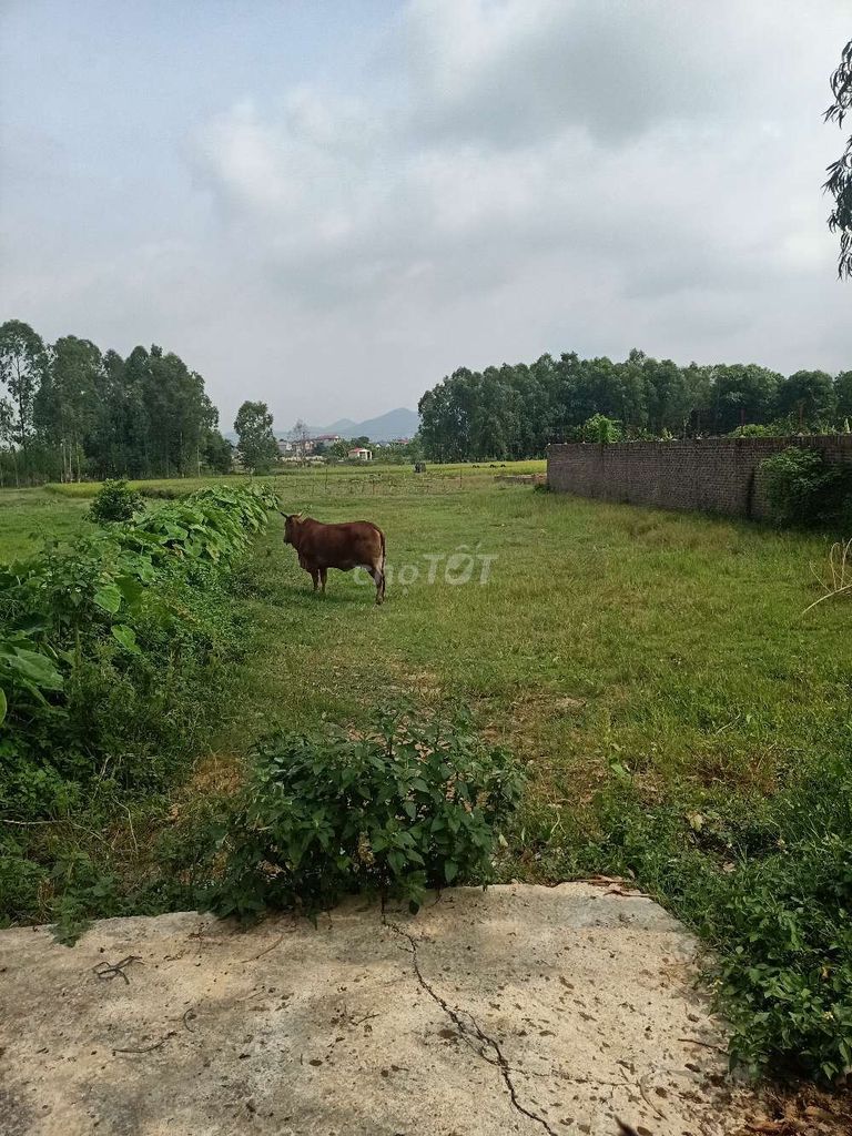 Chính chủ cần bán mảnh đất 200 m2 tại xóm Cầu Ngăm , thôn Phú Hạ , xã Minh Phú , Sóc Sơn , Hà Nội 11063881