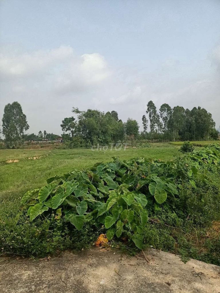 Chính chủ cần bán mảnh đất 200 m2 tại xóm Cầu Ngăm , thôn Phú Hạ , xã Minh Phú , Sóc Sơn , Hà Nội 11063881