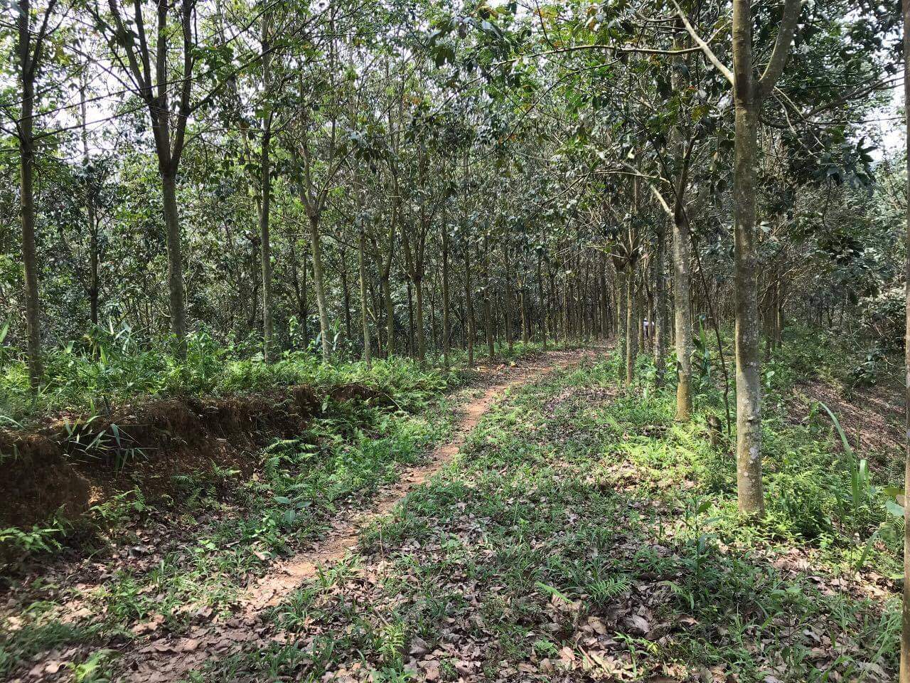 Cần bán rừng cao su tại huyện  Mường Ảng,tỉnh Điên Biên. 11133998