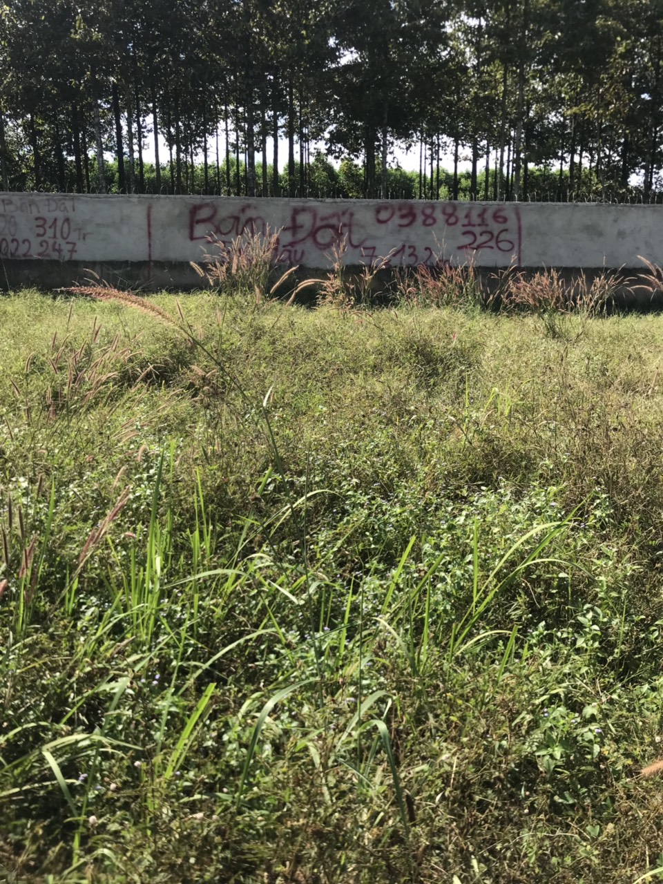 GIÁ RẺ BẤT NGỜ !! CHỈ 350 TRIỆU ĐÃ CÓ NGAY MIẾNG ĐẤT DIỆN TÍCH 7M X 13,2M VÀ 185 TRIỆU DIỆN TÍCH 4M 11166873