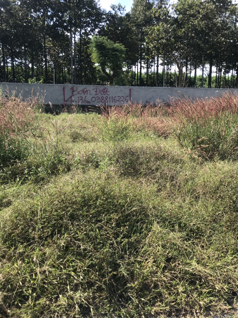 GIÁ RẺ BẤT NGỜ !! CHỈ 350 TRIỆU ĐÃ CÓ NGAY MIẾNG ĐẤT DIỆN TÍCH 7M X 13,2M VÀ 185 TRIỆU DIỆN TÍCH 4M 11166873