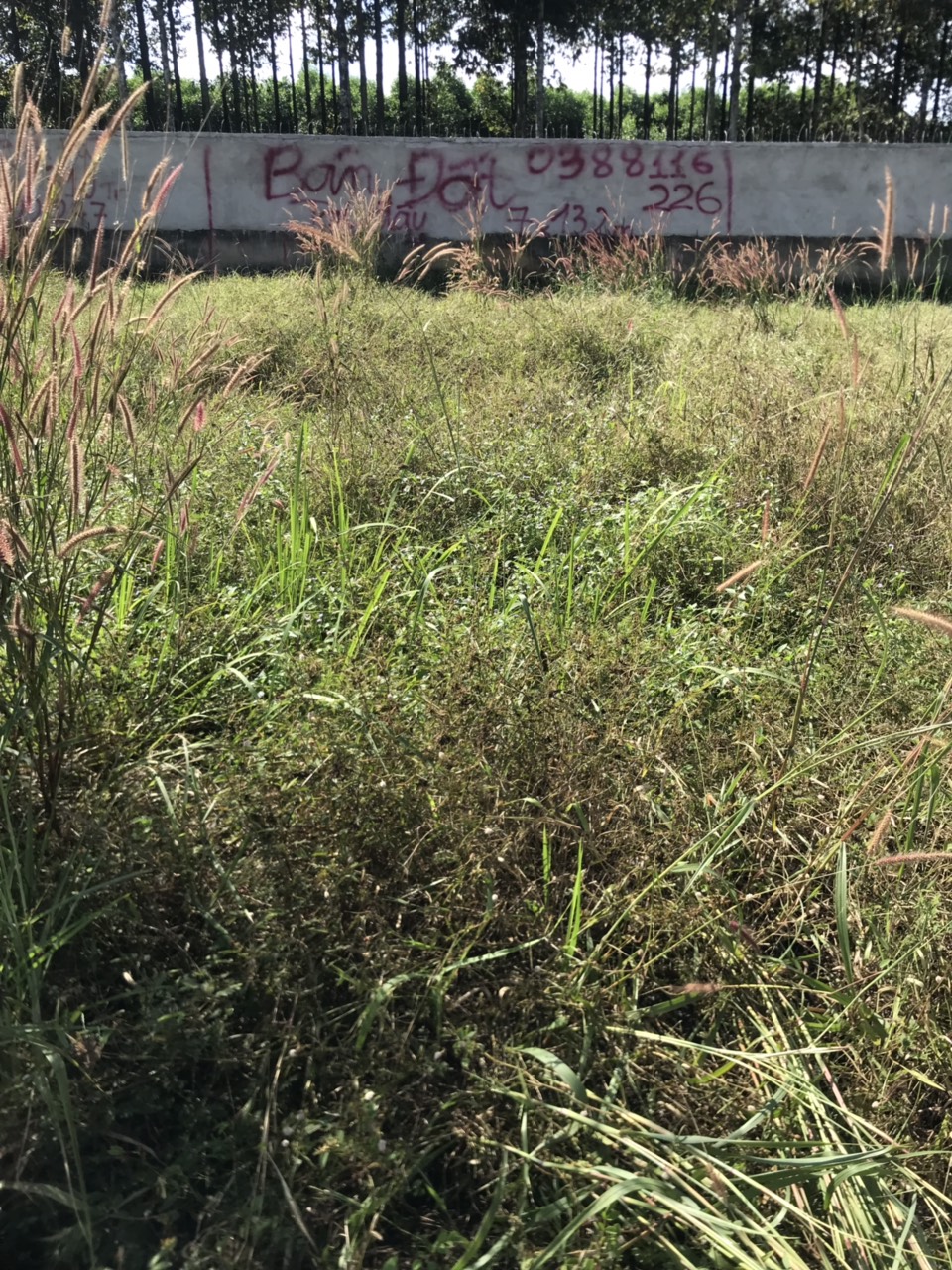 GIÁ RẺ BẤT NGỜ !! CHỈ 350 TRIỆU ĐÃ CÓ NGAY MIẾNG ĐẤT DIỆN TÍCH 7M X 13,2M VÀ 185 TRIỆU DIỆN TÍCH 4M 11166873