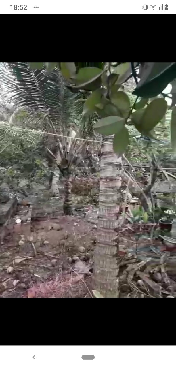 CHÍNH CHỦ CẦN BÁN ĐẤT VƯỜN ĐẸP 1.000 M2 TẠI BẾN TRE 11219868