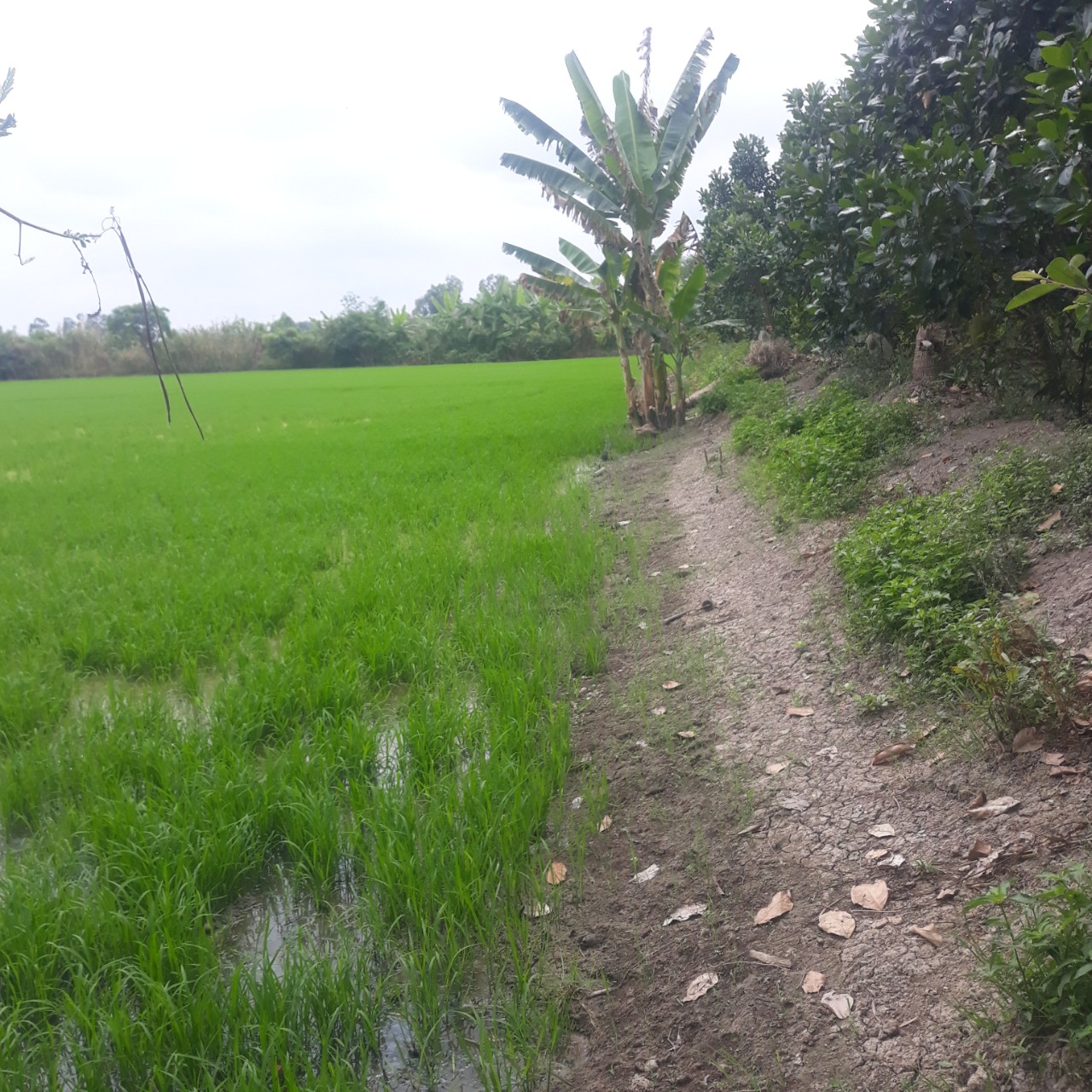 BÁN LÔ ĐẤT RỘNG KHÔNG TRANH CHẤP TẠI ĐƯỜNG KÊNH 13, ẤP 1, XÃ THẠNH LỘC, HUYỆN CAI LẬY 11228167