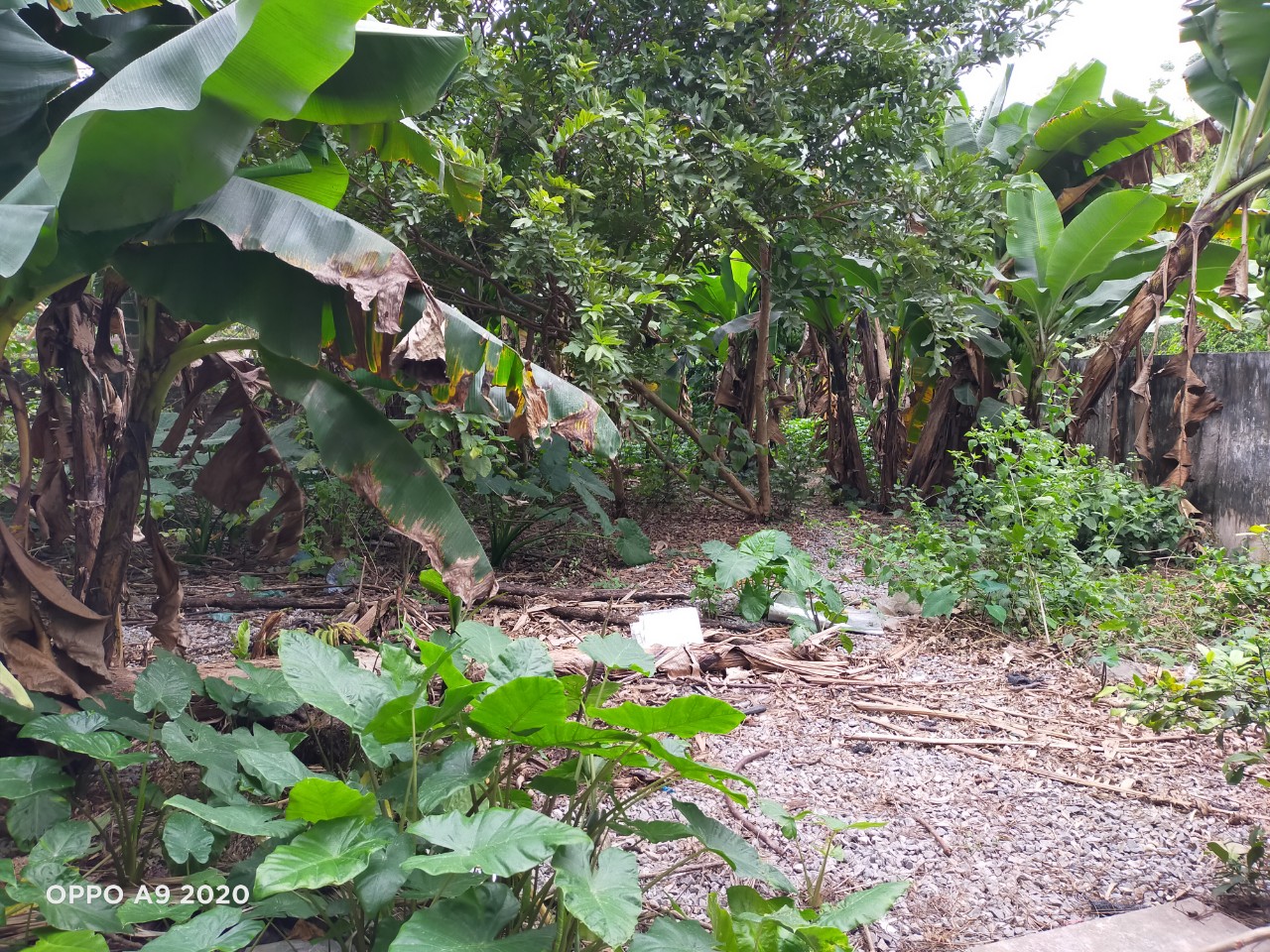 BÁN 271M2 ĐẤT Ở TỔ 19 THƯỢNG THANH, LONG BIÊN, HÀ NỘI 11243107