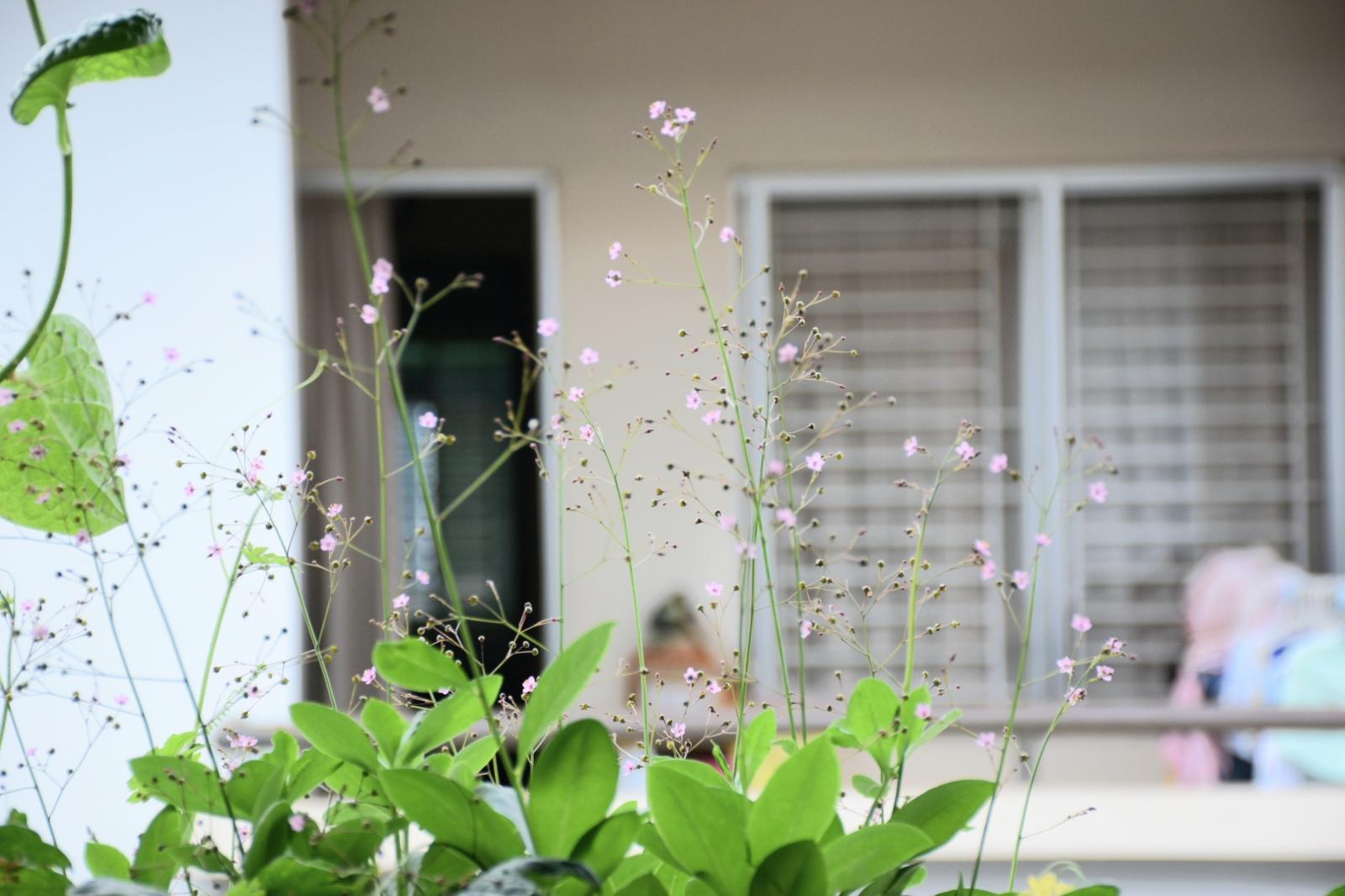 BÁN CĂN HỘ 2 PN CHUNG CƯ DA SÀ, P.BÌNH TRỊ ĐÔNG B, BÌNH TÂN 11312469