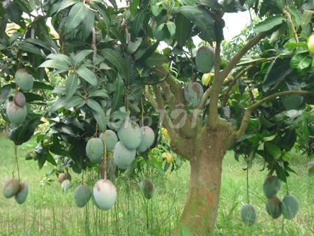 Bán đất vườn xoài ,núi cù hin 11352931