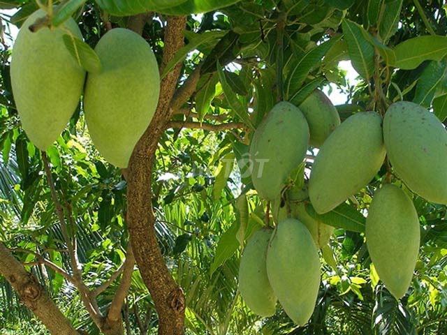 Bán đất vườn xoài ,núi cù hin 11352931