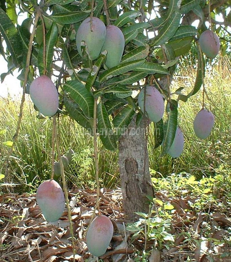 Bán đất vườn xoài ,núi cù hin 11352931