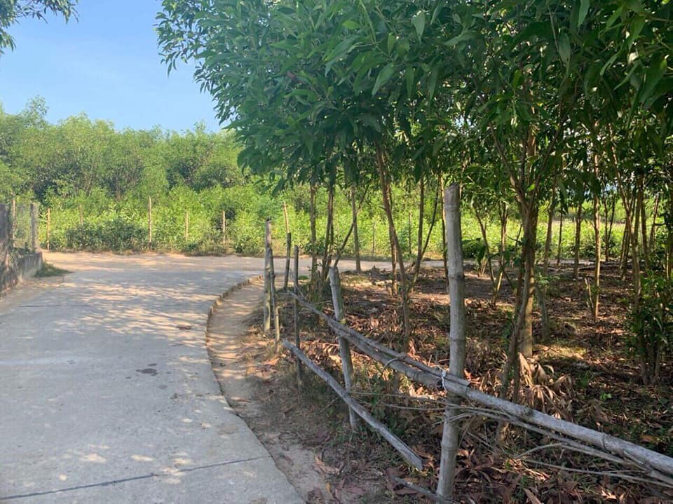 CHÍNH CHỦ CẦN BÁN LÔ ĐẤT RỪNG GIÁ RẺ TẠI PHƯỚC MỸ, CÁT HIỆP, BÌNH ĐỊNH 11380726