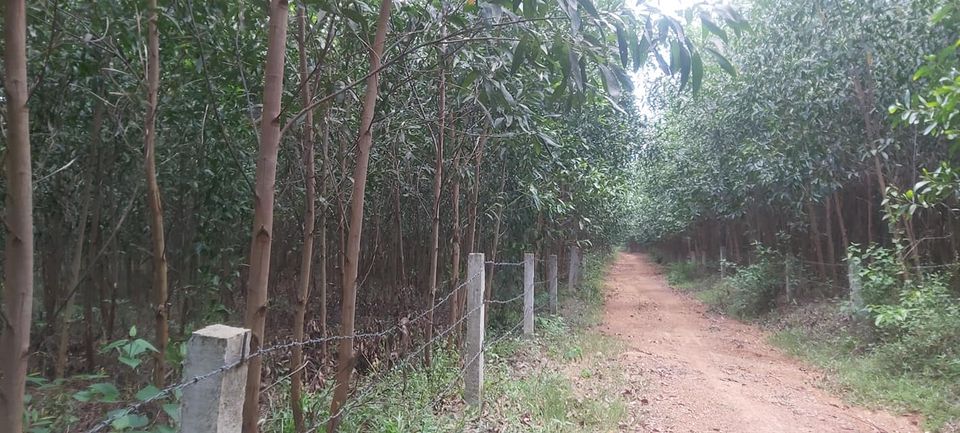 CHÍNH CHỦ CẦN BÁN LÔ ĐẤT RỪNG GIÁ RẺ TẠI PHƯỚC MỸ, CÁT HIỆP, BÌNH ĐỊNH 11380726