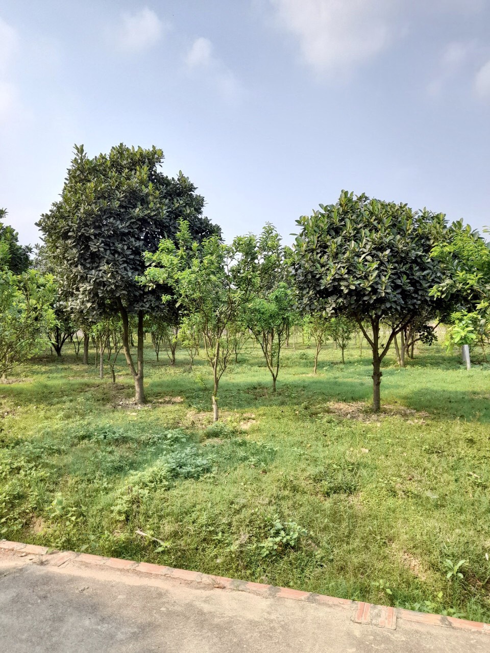 BÁN 6.000 MÉT ĐẤT TẠI THÁI LAI MINH TRÍ SÓC SƠN HÀ NỘI 11390895