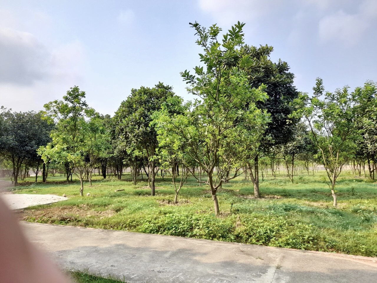 BÁN 6.000 MÉT ĐẤT TẠI THÁI LAI MINH TRÍ SÓC SƠN HÀ NỘI 11390895