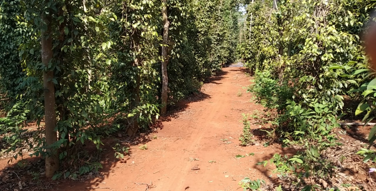 CHÍNH CHỦ CẦN BÁN LÔ ĐẤT ẤP 3, XÃ BÀU LÂM, HUYỆN XUYÊN MỘC, BÀ RỊA VŨNG TÀU . 11394877