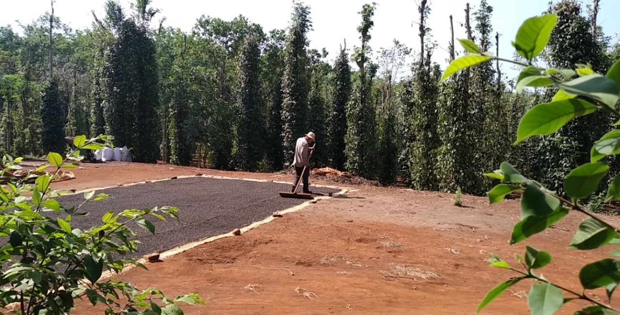 CHÍNH CHỦ CẦN BÁN LÔ ĐẤT ẤP 3, XÃ BÀU LÂM, HUYỆN XUYÊN MỘC, BÀ RỊA VŨNG TÀU . 11394877