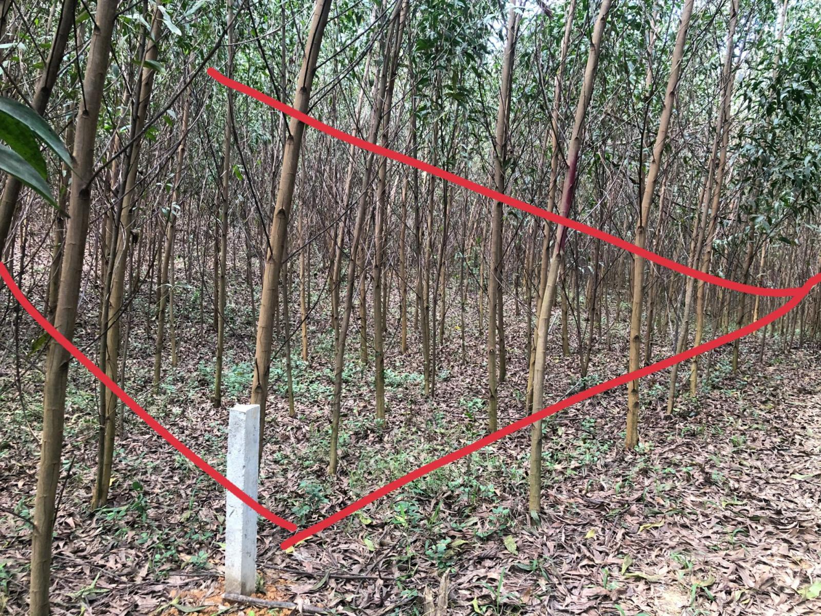 Chính chủ bán lô đất tại xã Khánh Đông, huyện Khánh Vĩnh. Tỉnh Khánh Hòa 11418893