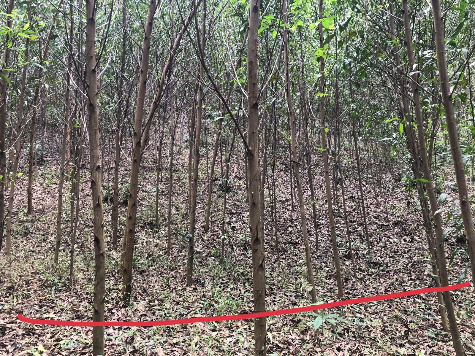 Chính chủ bán lô đất tại xã Khánh Đông, huyện Khánh Vĩnh. Tỉnh Khánh Hòa 11418893