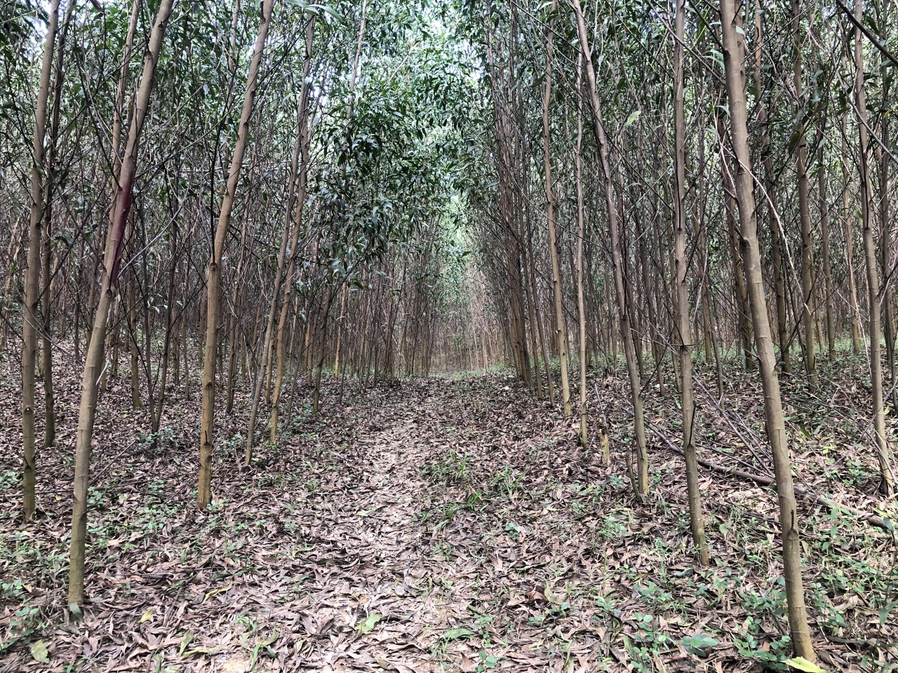 Chính chủ bán lô đất tại xã Khánh Đông, huyện Khánh Vĩnh. Tỉnh Khánh Hòa 11418893