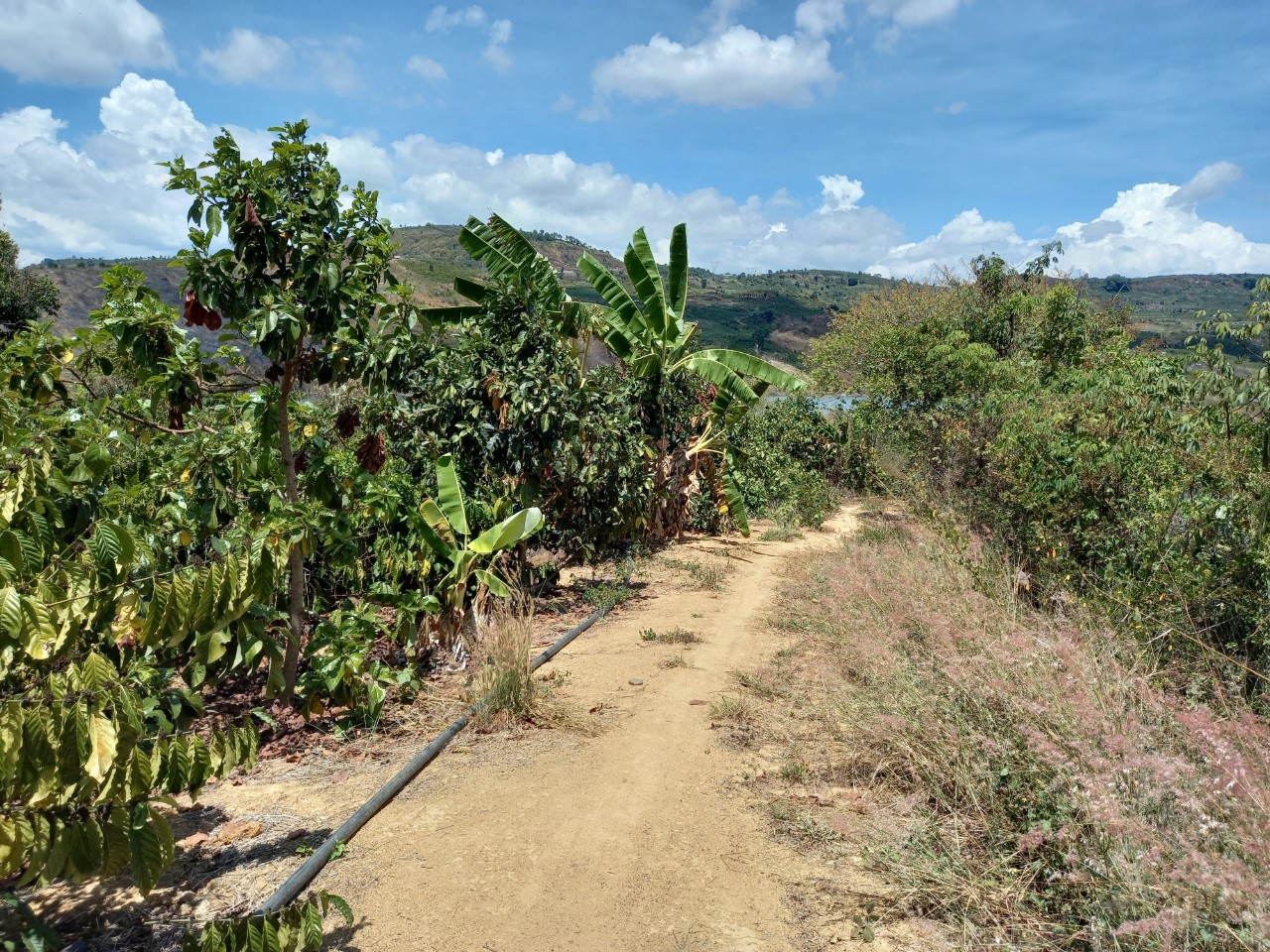 CƠ HỘI TỐT ĐỂ SỞ HỮU LÔ ĐẤT ĐẸP GIÁ RẺ ( 200TR/1 SÀO)TẠI XÃ ĐINH LẠC - HUYỆN DI LINH - TỈNH LÂM 11421083