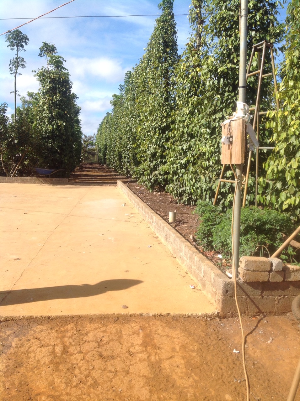 CẦN BÁN 2,7HA ĐẤT TẠI THÔN 4 – ĐẮK R’MĂNG – ĐẮK GLONG – ĐẮK NÔNG. LIÊN HỆ: 0356208943 11424012