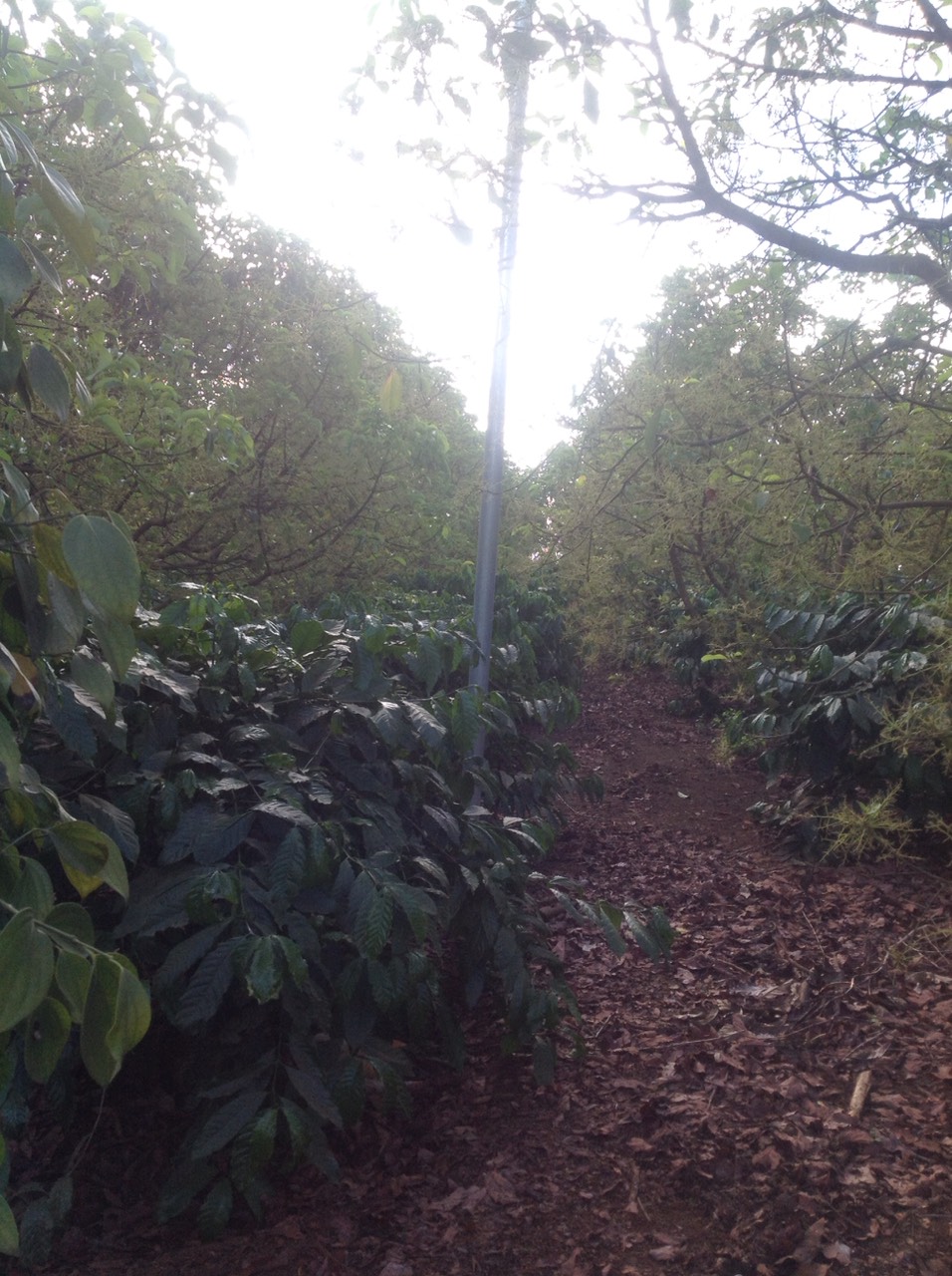 CẦN BÁN 2,7HA ĐẤT TẠI THÔN 4 – ĐẮK R’MĂNG – ĐẮK GLONG – ĐẮK NÔNG. LIÊN HỆ: 0356208943 11424012