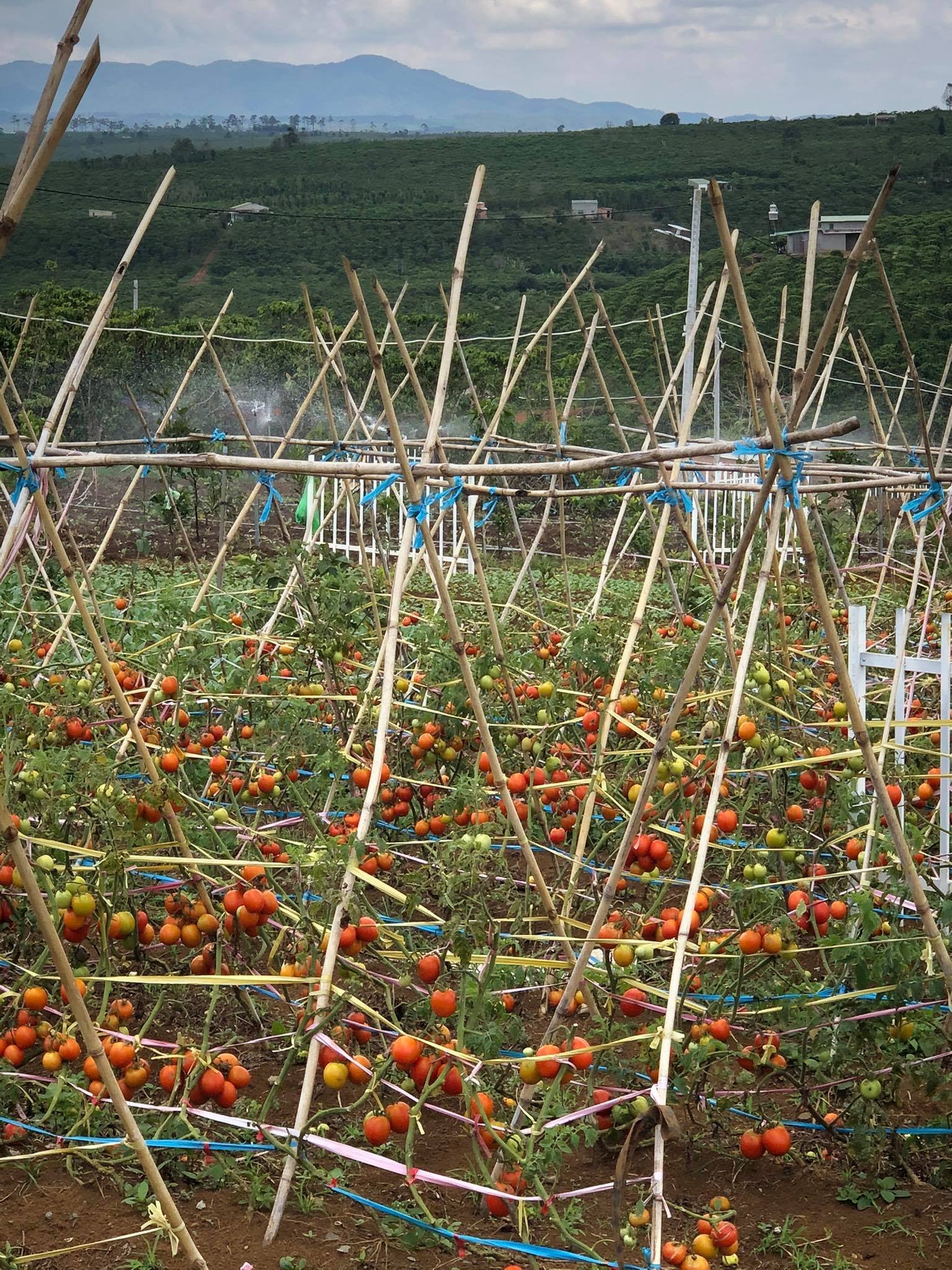 BÁN ĐẤT NGHỈ DƯỠNG FARM HILL 11468986