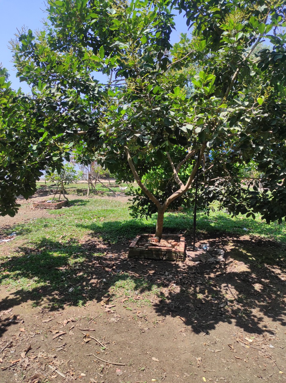 CƠ HỘI TỐT ĐỂ SỞ HỮ LÔ ĐẤT VƯỜN TRÁI CÂY CỰC HIẾM VÀ ĐẸP TẠI XÃ TÂY HÒA - HUYỆN TRẢNG BOM . 11470574